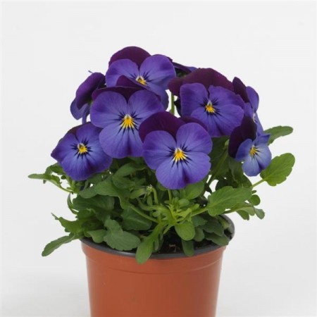 Hornfiol 'Blue Purple Jump Up' (Viola cornutta)