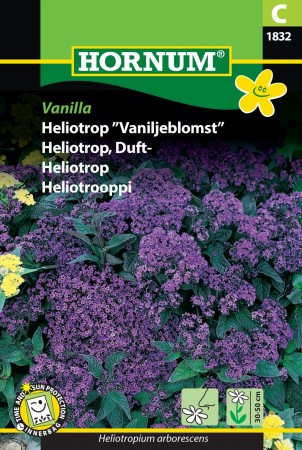 Heliotrop, Duft- 'Vanilla' (Heliotropium arborescens)