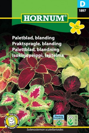 Praktspragle, blanding  (Coleus/Solenostemon)