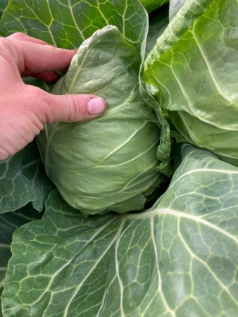 Spisskål 'Caraflex' -Økologisk småplante. Pakke a 5 stk. Sendes ca uke 20.