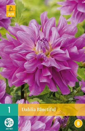 Knollgeorgine 'Bluetiful' (Dahlia) - 1 stk knoll