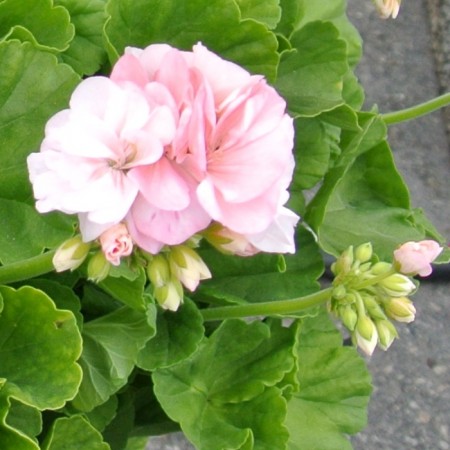 Pelargonia 'Dronning Ingrid'    1 stk pluggplante