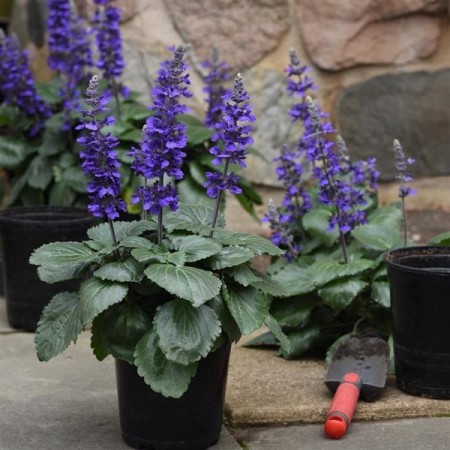 Praktsalvie 'Big Blue'  (salvia hybrida)