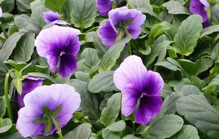 Hornfiol/stemorsblomst  F1 'Beaconsfield' (Viola cornutta)