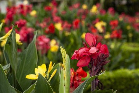 Canna hybrida ´Cannova mix´