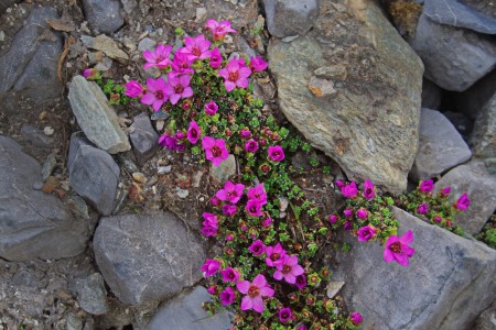 Sildre 'Carpet Purple' (Saxifraga A) 1 stk plante i potte