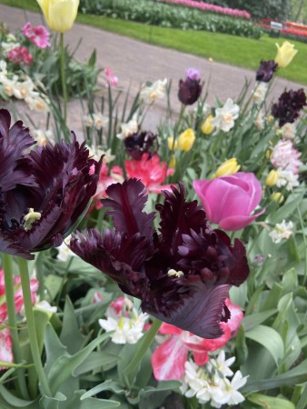 Tulipan 'Black Parrot'   7 stk. store proffløk str. 12/+ (lev. uke 40)