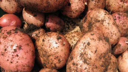 Settepotet 'Nansen'    1kg