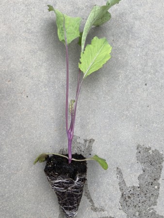 Kålrot 'Vigod' -Økologisk småplante. Pakke a 5 stk. Sendes ca uke 20.