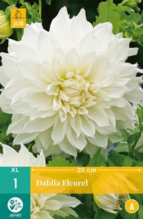 Knollgeorgine 'Fleurel  ' (Dahlia) - 1 stk knoll