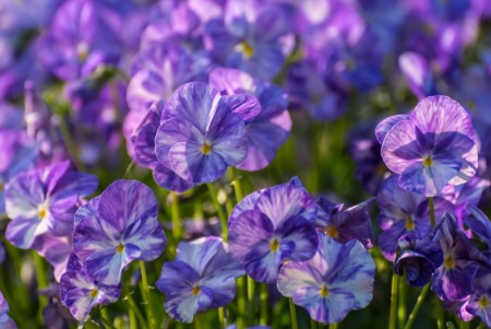 Staudefiol 'Columbine ' (Viola C) 1 stk plante i potte