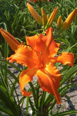 Daglilje 'Primal Scream' (Hemerocallis ) 1 stk barrot/løk