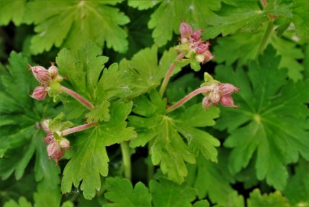Storknebb 'Ingwersens Var.' (Geranium Macr.) 1 stk plante i potte