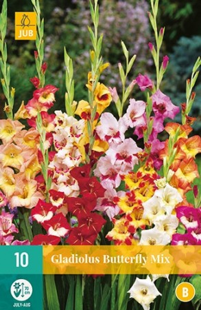 Gladiol Butterfly Mix (Gladiolus) - 10 stk løk