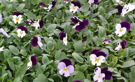 Hornfiol/stemorsblomst 'White Purple Wing' (Viola cornutta)