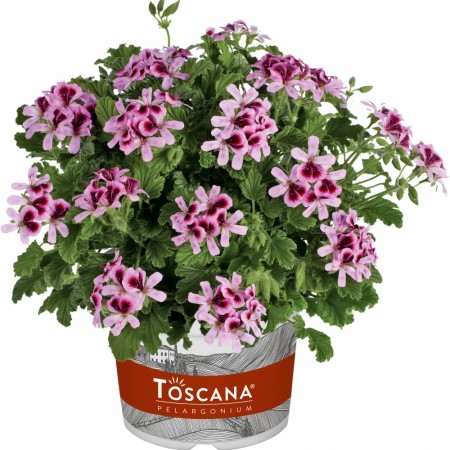 Duft Pelargonium 'Orange Fizz'    1 stk pluggplante