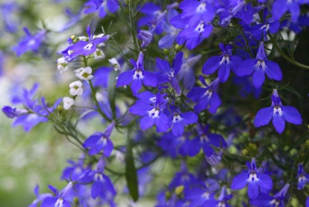 Lobelia 'Blue Star'  (Star) 1 stk pluggplante