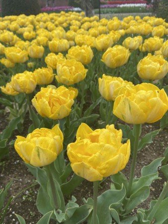 Tulipan 'Yellow Pomponette'   7 stk. store proffløk str. 12/+ (lev. uke 40)