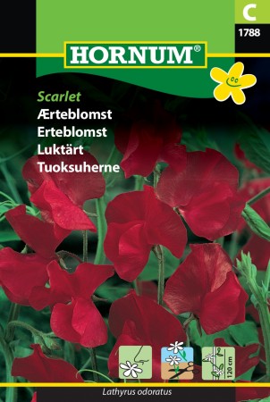 Erteblomst 'Scarlet' (Lathyrus odoratus)