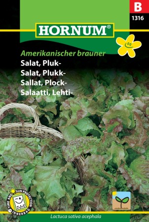 Salat, Plukk- 'Amerikanischer brauner' (Lactuca sativa acephala)