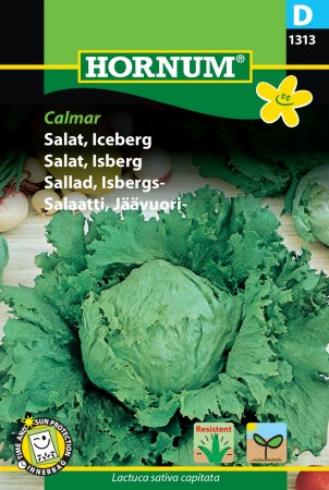 Salat, Isberg 'Calmar' (Lactuca sativa capitata)
