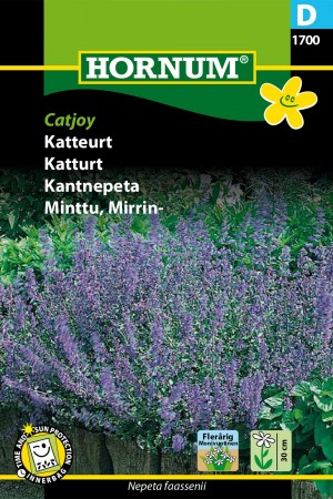 Katturt 'Catjoy' (Nepeta faassenii)