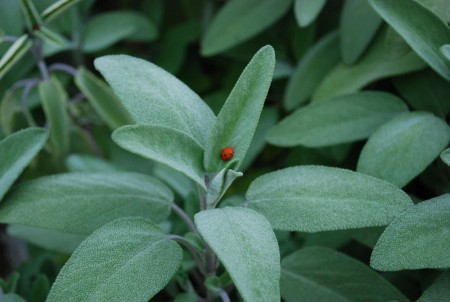 Salvie ' ' (Salvia Officinalis) 1 stk plante i potte
