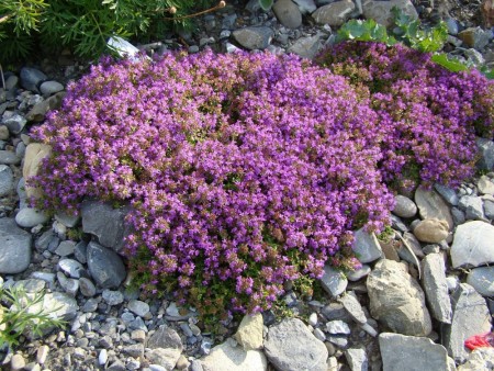 Kryptimian 'Red Carpet' (Thymus Praecox) 1 stk plante i potte