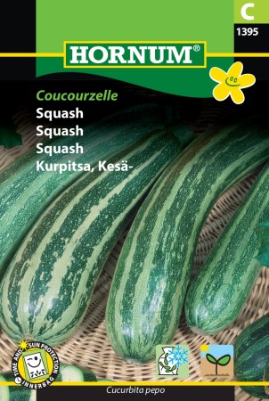 Squash 'Coucourzelle' (Cucurbita pepo)