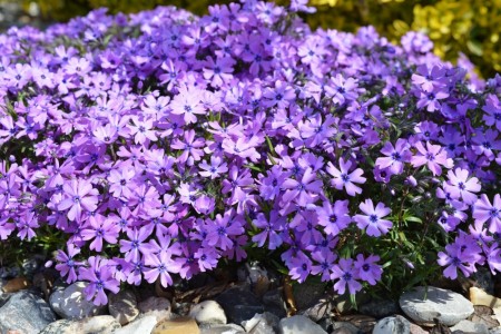 Vårfloks 'Fabulous BlueViolet' (Phlox S) 1 stk plante i potte