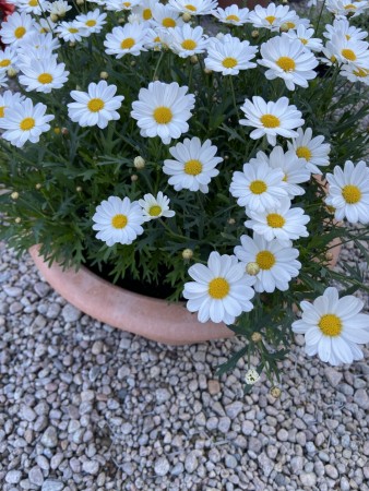 Margeritt 'La Rita White'  (Argyrantehmum frutescens) 1 stk pluggplante