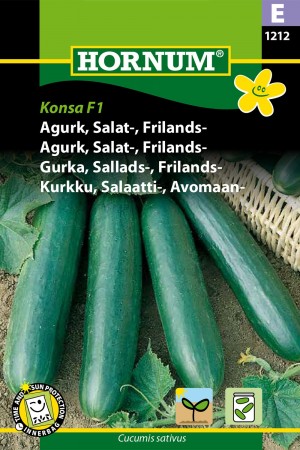 Agurk, Salat-, Frilands- 'Konsa F1' (Cucumis sativus)