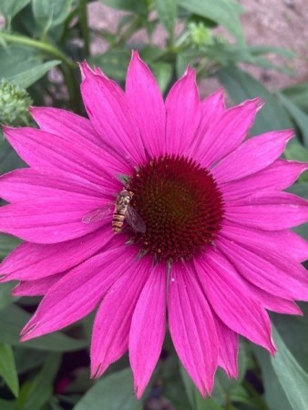 Purpursolhatt 'Powwow Wild Berry' (Echinacea P.) 1 stk plante i potte