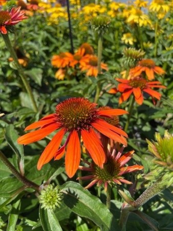 Purpursolhatt 'Lakota Orange' (Echinacea P.) 1 stk plante i potte
