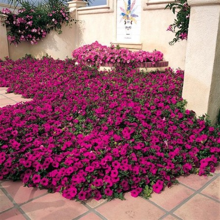 Hengepetunia 'Wave Purple F1' (petunia pendula)