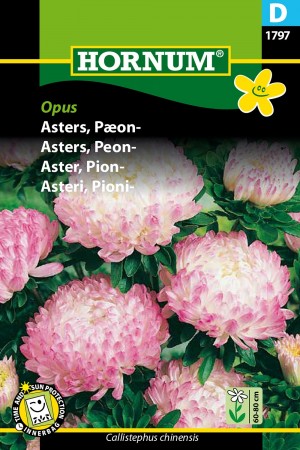Asters, Peon- 'Opus' (Callistephus chinensis)