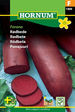 Rødbete 'Forono' (Beta vulgaris conditiva)