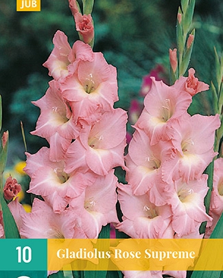 Gladiol 'Rose Supreme' (Gladiolus) - 10 stk løk