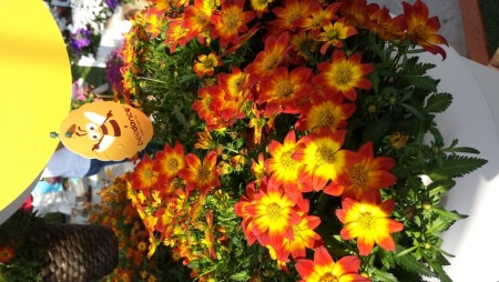 Bidens  'Painted Red'  (Beedance) 1 stk pluggplante