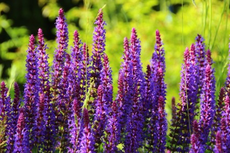 Steppesalvie 'Ostfriesland ' (Salvia Nem.) 1 stk plante i potte