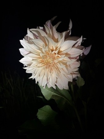 Knollgeorgine 'Cafe au Lait' (Dahlia) - 1 stk knoll