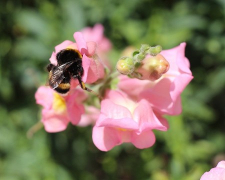 Blomsterfrø A-C