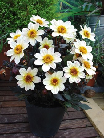 Georgine 'Happy Days Cream' (Dahlia) 1 stk pluggplante
