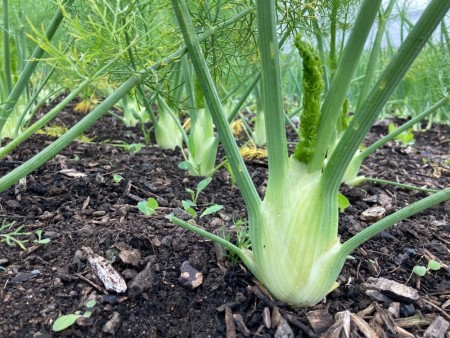 Fennikel 'Dragon' -Økologisk småplante. Pakke a 5 stk. Sendes ca uke 20.