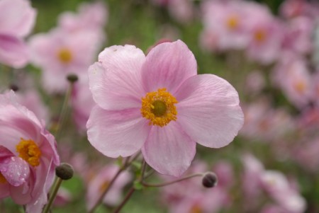 Høstanemone 'Robustissima ' (Anemone Tom.) 1 stk plante i potte