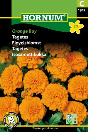 Fløyelsblomst 'Orange Boy' (Tagetes patula nana)