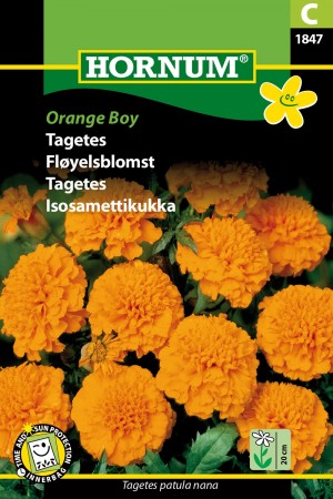 Fløyelsblomst 'Orange Boy' (Tagetes patula nana)