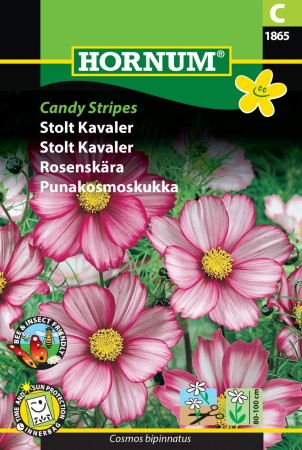 Pyntekorg 'Candy Stripes' (Cosmos bipinnatus)
