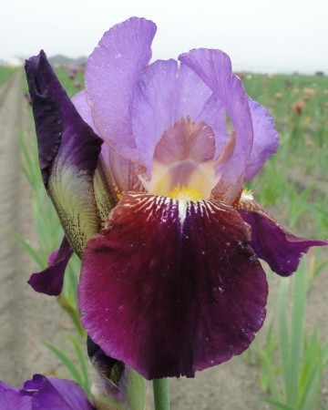Iris 'Wine and Roses' (Iris germanica) - 1 stk barrot