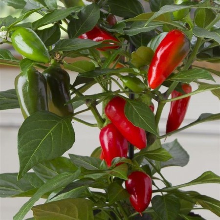 Kompakt Chili 'Tamale' (Capsicum annuum)